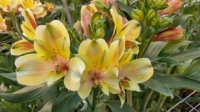 Bezoek Alstroemeria Kwekerij